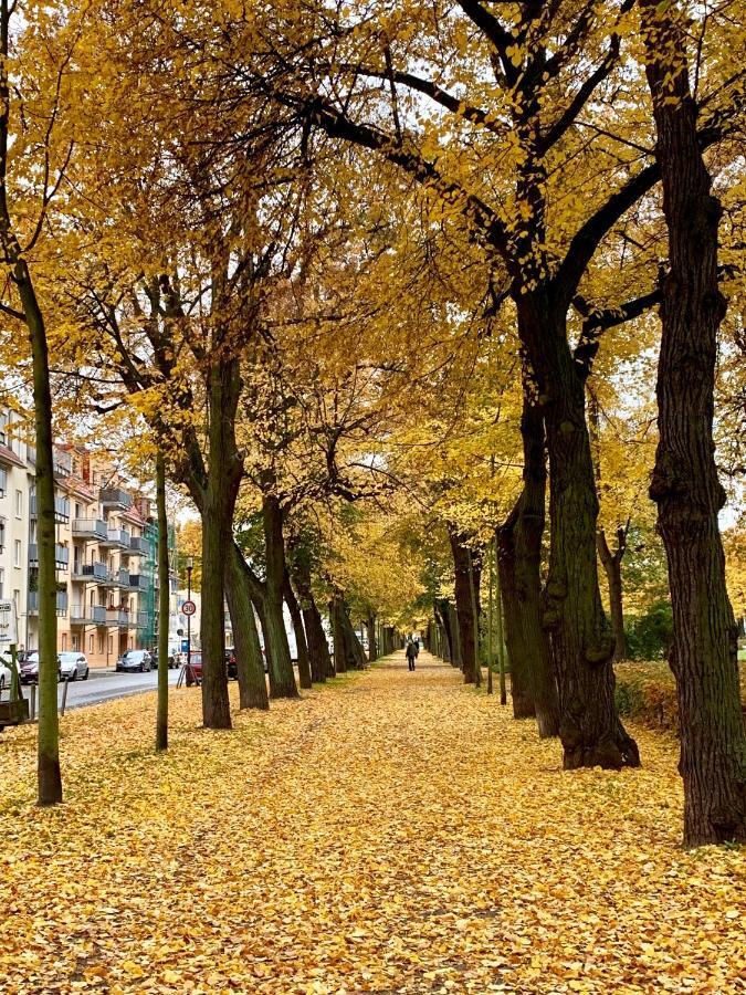 Viadrina Rooms & Apartments Frankfurt-Oder Am Park Im Zentrum フランクフルト・アン・デア・オーダー エクステリア 写真